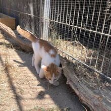 LUCA, Katze, Europäisch Kurzhaar in Italien - Bild 2