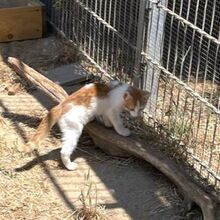 LUCA, Katze, Europäisch Kurzhaar in Italien - Bild 3
