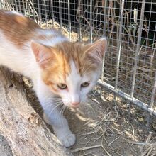 LUCA, Katze, Europäisch Kurzhaar in Italien - Bild 4