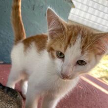 LUCA, Katze, Europäisch Kurzhaar in Italien - Bild 5