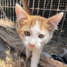 LUCA, Katze, Europäisch Kurzhaar in Italien - Bild 6