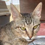 MAYA, Katze, Europäisch Kurzhaar in Italien - Bild 1