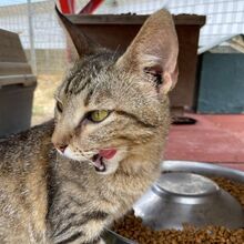 MAYA, Katze, Europäisch Kurzhaar in Italien - Bild 2