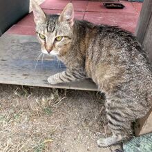 MAYA, Katze, Europäisch Kurzhaar in Italien - Bild 3