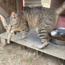 MAYA, Katze, Europäisch Kurzhaar in Italien - Bild 4