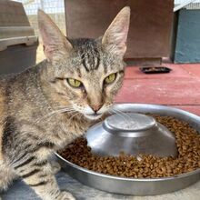 MAYA, Katze, Europäisch Kurzhaar in Italien - Bild 5