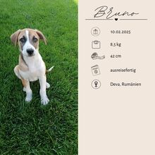 BRUNO, Hund, Mischlingshund in Rumänien - Bild 2