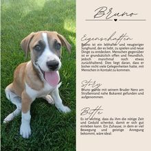 BRUNO, Hund, Mischlingshund in Rumänien - Bild 3