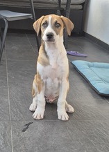 BRUNO, Hund, Mischlingshund in Rumänien - Bild 4