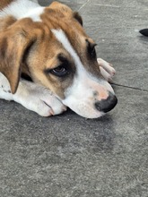 BRUNO, Hund, Mischlingshund in Rumänien - Bild 5