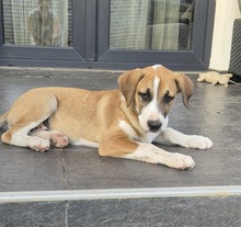 BRUNO, Hund, Mischlingshund in Rumänien - Bild 6