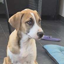 BRUNO, Hund, Mischlingshund in Rumänien - Bild 7