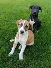 BRUNO, Hund, Mischlingshund in Rumänien - Bild 8