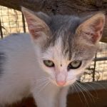 NILO, Katze, Europäisch Kurzhaar in Italien - Bild 1