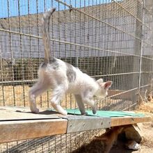 NILO, Katze, Europäisch Kurzhaar in Italien - Bild 2