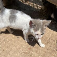 NILO, Katze, Europäisch Kurzhaar in Italien - Bild 3