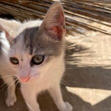 NILO, Katze, Europäisch Kurzhaar in Italien - Bild 4