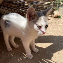 NILO, Katze, Europäisch Kurzhaar in Italien - Bild 5