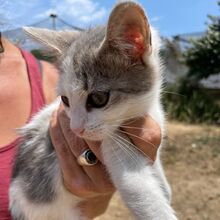 NILO, Katze, Europäisch Kurzhaar in Italien - Bild 6