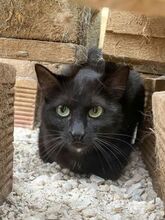 NENA, Katze, Europäisch Kurzhaar in Griechenland - Bild 1