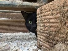 NENA, Katze, Europäisch Kurzhaar in Griechenland - Bild 2