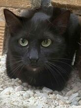 NENA, Katze, Europäisch Kurzhaar in Griechenland - Bild 3