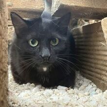 NENA, Katze, Europäisch Kurzhaar in Griechenland - Bild 4