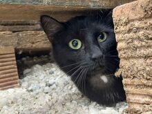 NENA, Katze, Europäisch Kurzhaar in Griechenland - Bild 5
