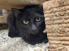 NENA, Katze, Europäisch Kurzhaar in Griechenland - Bild 6