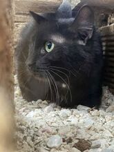 NENA, Katze, Europäisch Kurzhaar in Griechenland - Bild 7