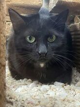 NENA, Katze, Europäisch Kurzhaar in Griechenland - Bild 8
