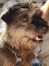 NELE, Hund, Mischlingshund in Tappenbeck - Bild 1