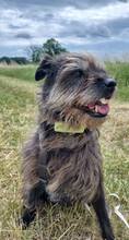 NELE, Hund, Mischlingshund in Tappenbeck - Bild 2