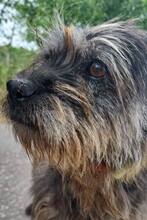 NELE, Hund, Mischlingshund in Tappenbeck - Bild 3