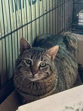 JERRY, Katze, Europäisch Kurzhaar in Griechenland - Bild 1