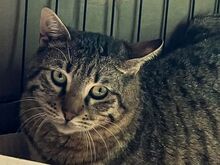 JERRY, Katze, Europäisch Kurzhaar in Griechenland - Bild 10