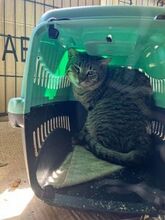 JERRY, Katze, Europäisch Kurzhaar in Griechenland - Bild 11