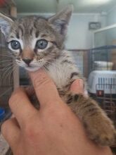 JERRY, Katze, Europäisch Kurzhaar in Griechenland - Bild 2