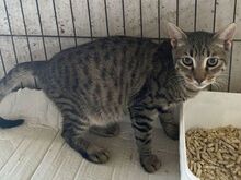 JERRY, Katze, Europäisch Kurzhaar in Griechenland - Bild 3