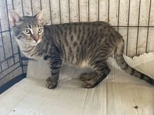 JERRY, Katze, Europäisch Kurzhaar in Griechenland - Bild 4