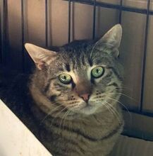 JERRY, Katze, Europäisch Kurzhaar in Griechenland - Bild 6