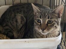 JERRY, Katze, Europäisch Kurzhaar in Griechenland - Bild 8