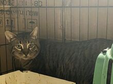 JERRY, Katze, Europäisch Kurzhaar in Griechenland - Bild 9