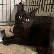 PIERRO, Katze, Europäisch Kurzhaar in Griechenland - Bild 1