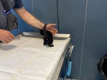 PIERRO, Katze, Europäisch Kurzhaar in Griechenland - Bild 2