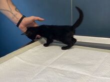 PIERRO, Katze, Europäisch Kurzhaar in Griechenland - Bild 3