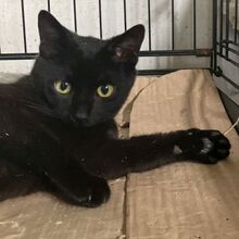 PIERRO, Katze, Europäisch Kurzhaar in Griechenland - Bild 4