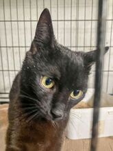 PIERRO, Katze, Europäisch Kurzhaar in Griechenland - Bild 5