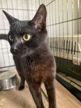PIERRO, Katze, Europäisch Kurzhaar in Griechenland - Bild 6