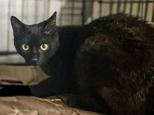 PIERRO, Katze, Europäisch Kurzhaar in Griechenland - Bild 7